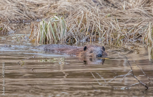 woodland beaver cutting trees © Jen