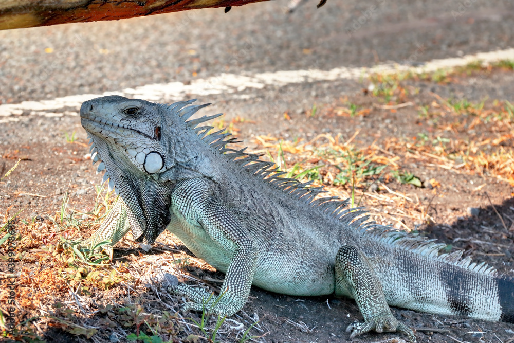 Obraz premium Un iguane en Guadeloupe Antilles Française 
