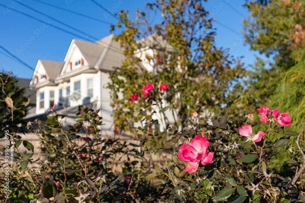 Pink Rose Closeup with Neighborhood Homes in the Background on the East Side of Stamford Connecticut