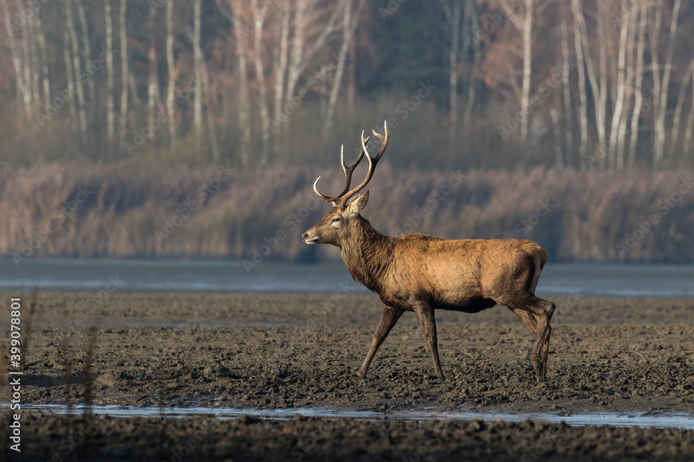 Fototapeta premium Piękny byk jeleń szlachetny Cervus elaphus elaphus w swoim środowisku, rezerwat przyrody, ostoja zwierzyny, spuszczony staw rybny