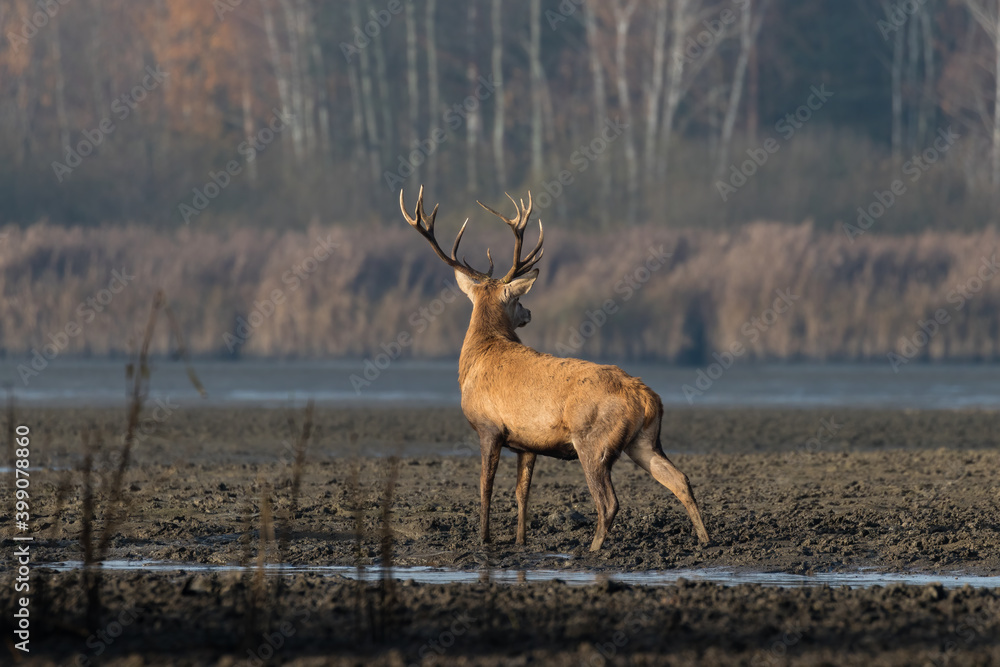 Piękny byk jeleń szlachetny Cervus elaphus elaphus w swoim środowisku, rezerwat przyrody, ostoja zwierzyny, spuszczony staw rybny Piękny byk jeleń szlachetny Cervus elaphus elaphus w swoim środowisku, rezerwat przyrody, ostoja zwierzyny, spuszczony staw rybny