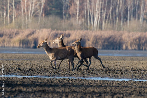 Fototapeta Naklejka Na Ścianę i Meble -  Łanie jeleń szlachetny Cervus elaphus elaphus w swoim środowisku naturalnym