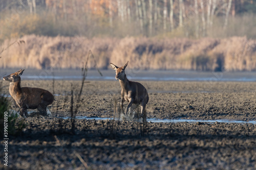 Fototapeta Naklejka Na Ścianę i Meble -  Młody jeleń szlachetny Cervus elaphus elaphus na spacerze, ostoja zwierzyny w rezerwacie przyrody