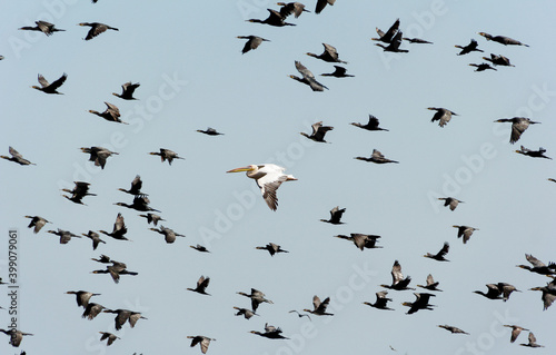 Birds of Danube Delta