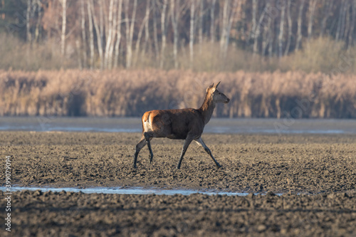 Młody jeleń szlachetny Cervus elaphus elaphus na spacerze, ostoja zwierzyny w rezerwacie przyrody photo