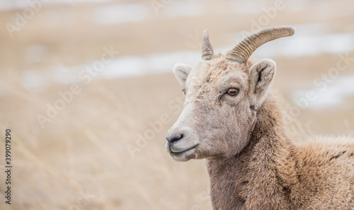 Bild auf Leinwand badlands bighorn sheep herd