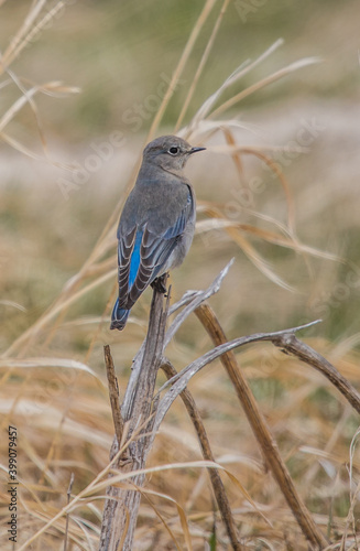 western blue bird on plant