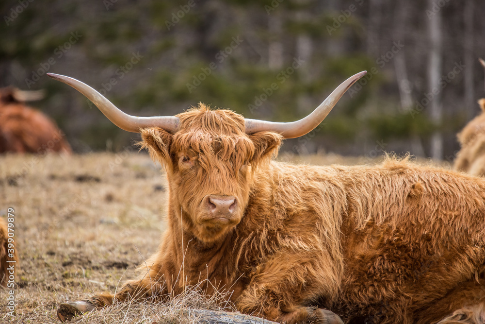 herd of Highland cattle Scotland