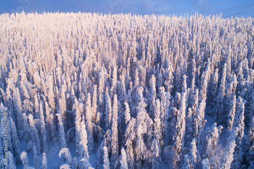 Heavy snow covered spruce trees in a cold winter wonderland on Konttainen fell, near Kuusamo, Northern Finland 