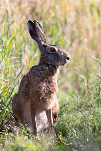 European hare © Marcfoto