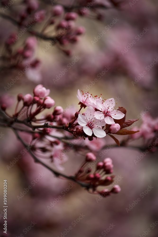 Wunderschöne Pflaumenblüten in voller Blüte Wunderschöne Pflaumenblüten in voller Blüte