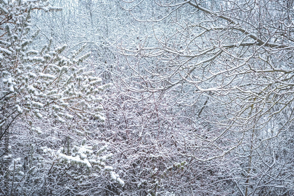 Branches of trees and shrubs in the forest covered with snow forming a background, texture, pattern. Branches of trees and shrubs in the forest covered with snow forming a background, texture, pattern.