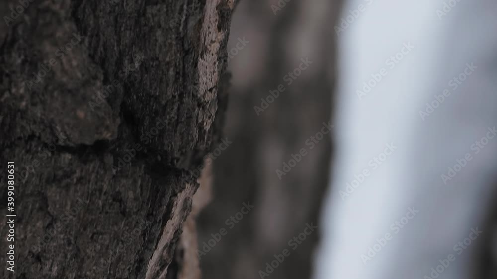 Eurasian treecreeper or common treecreeper, Certhia familiaris. Small passerine bird knocks on tree bark, extracting edable insects. Bird in winter forest. Eurasian treecreeper or common treecreeper, Certhia familiaris. Small passerine bird knocks on tree bark, extracting edable insects. Bird in winter forest.