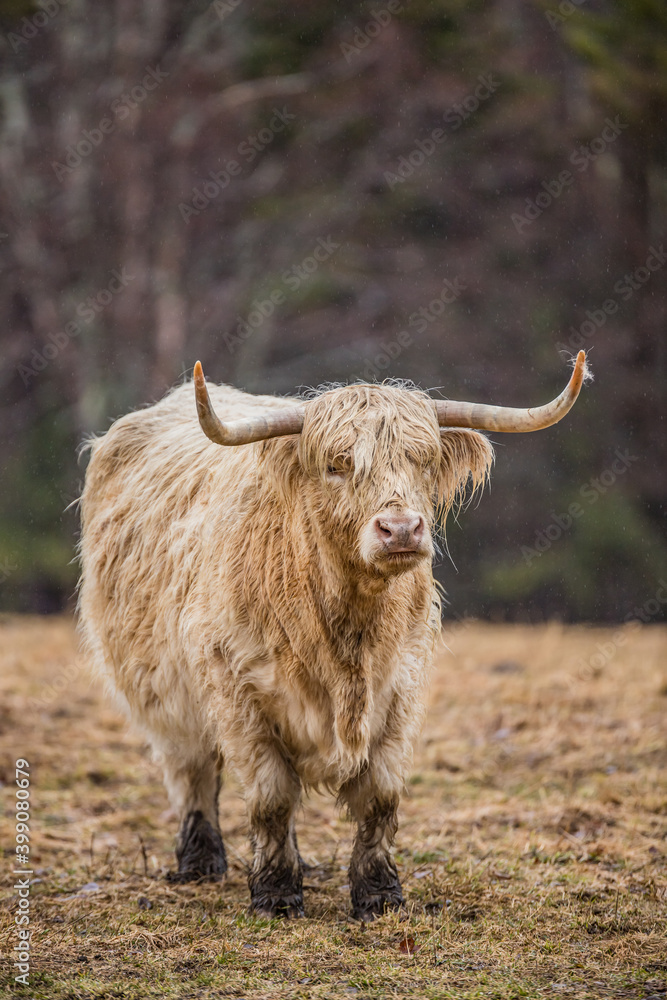 herd of Highland cattle Scotland herd of Highland cattle Scotland