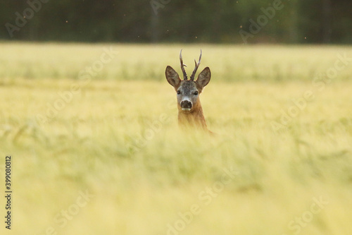 Foto A beautiful Roe deer, Capreolus capreolus buck in a crop field during a late summer evening in Estonian countryside