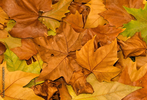 Wallpaper Mural autumn maple leaves Torontodigital.ca