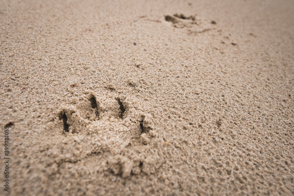 Dogs footprint in the sand at the beach Dogs footprint in the sand at the beach