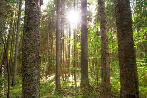 A lush old-growth Estonian boreal forest with sun shining during summer evening  Northern Europe. 