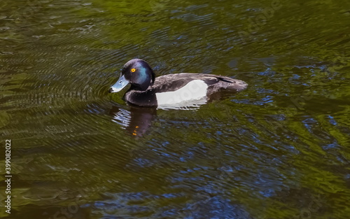 The black crested bird swims in the waters of the city pond in the Park in the summer