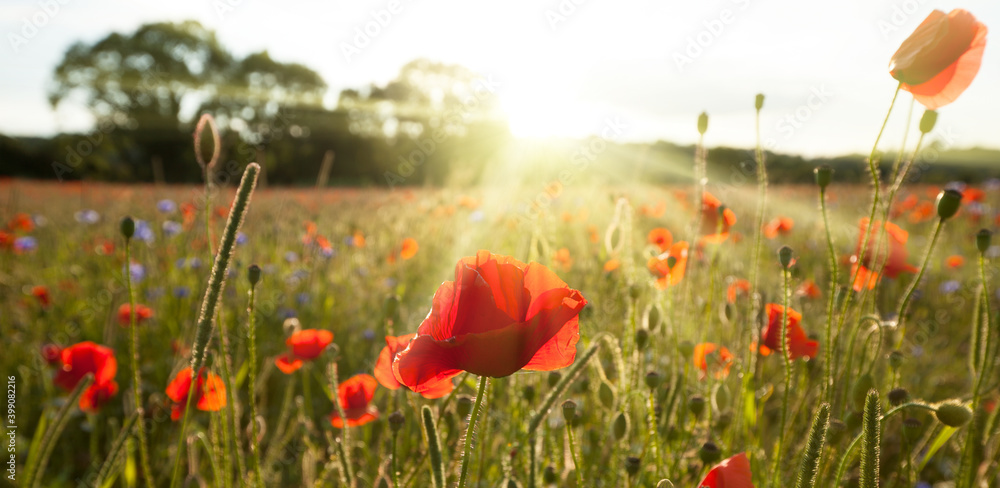 Obraz premium Sunshine poppy field landscape