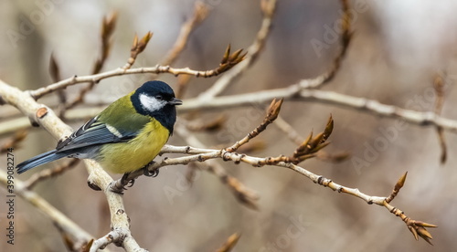 Bird tit close up on a branch of a poplar tree in spring