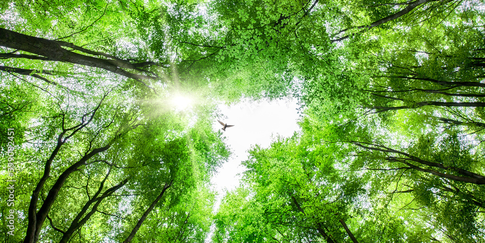 View through tree canopy with bird soaring View through tree canopy with bird soaring