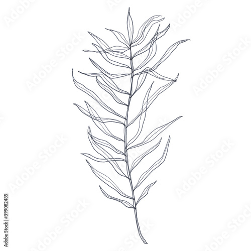 Indian plant leaf. Isolated on a white background.