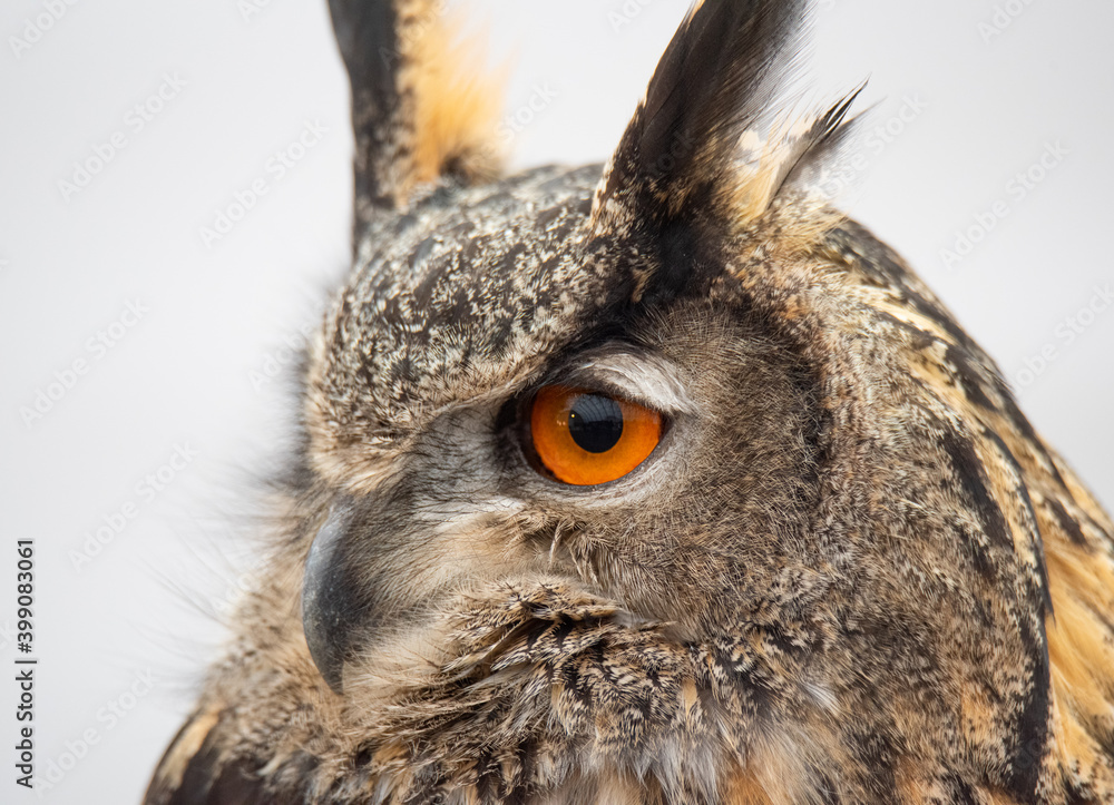 Fototapeta premium Eurasian Eagle Owl on Perch