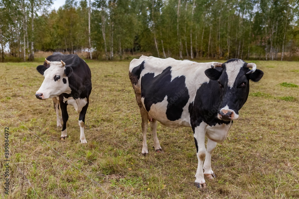 Black and white cows on a background of grass, birches and sky in summer