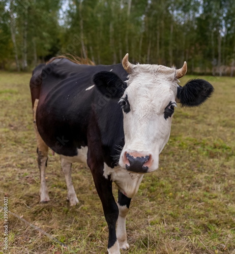 Black and white cow on a background of grass, birches and sky in summer