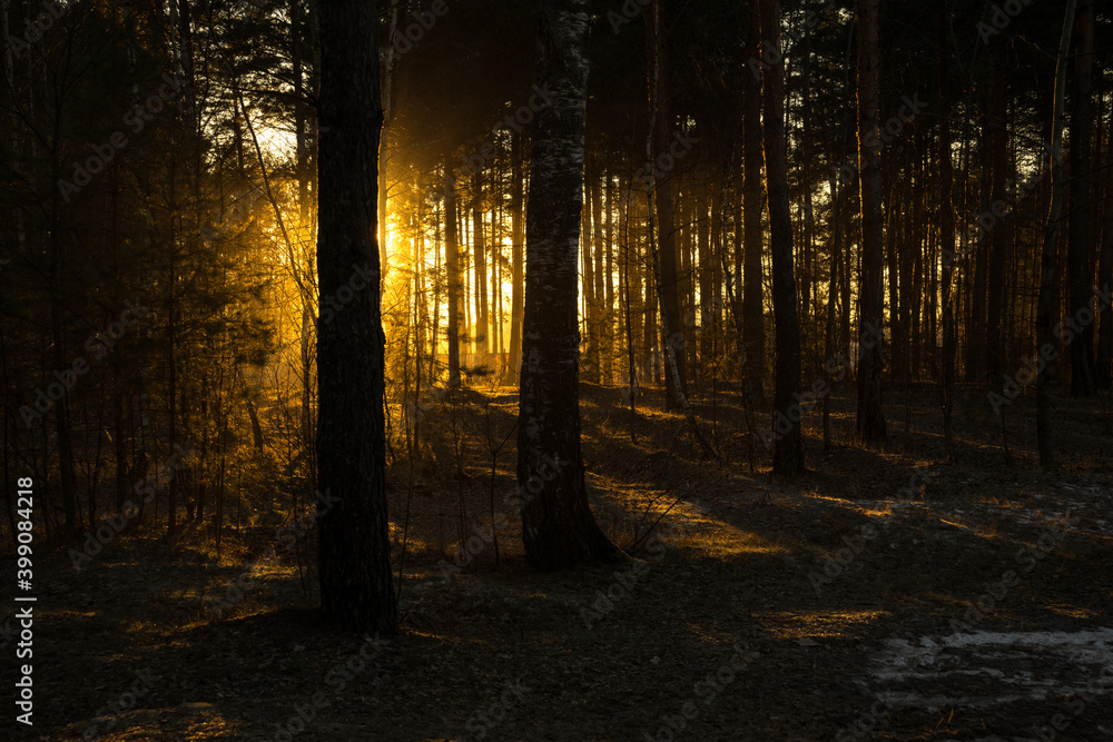 Fototapeta premium sunset in the forest