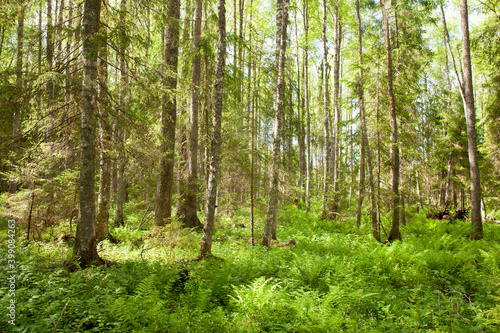 Wild wet boreal summery greenwood during sunny day in Estonian nature, Northern Europe. 