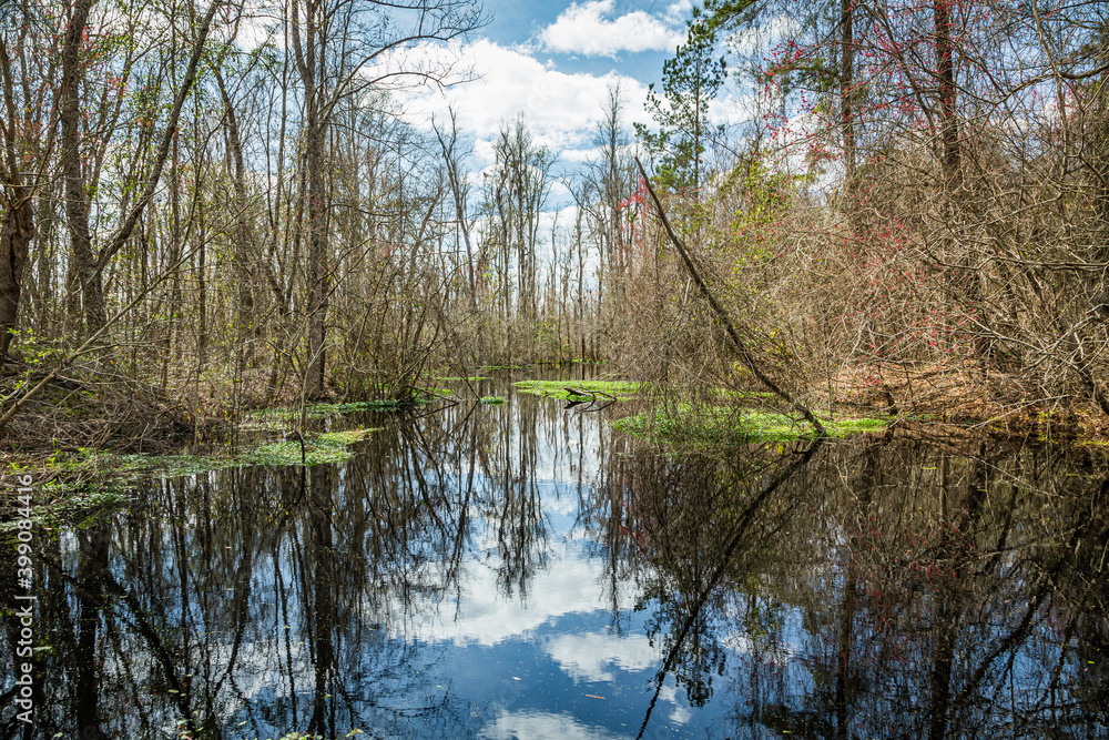 Obraz premium Swamp in Southeastern Georgia