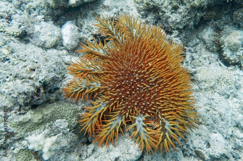 Crown of thorns starfish - Acanthaster planci - the world largest starfish , predator of hard corals
