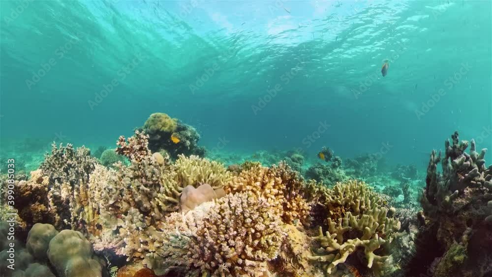 Tropical Blue Water Colorful Fishes. Tropical underwater sea fish. Philippines. Tropical Blue Water Colorful Fishes. Tropical underwater sea fish. Philippines.