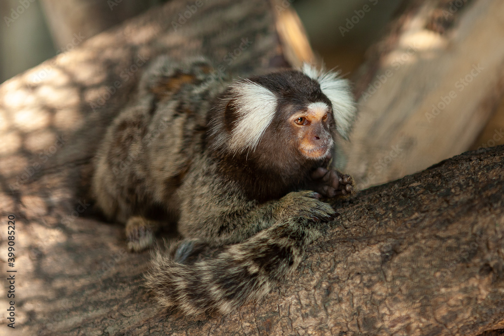 Obraz premium Common Marmoset monkey closeup face on tree. It originally lived on the northeastern coast of Brazil.