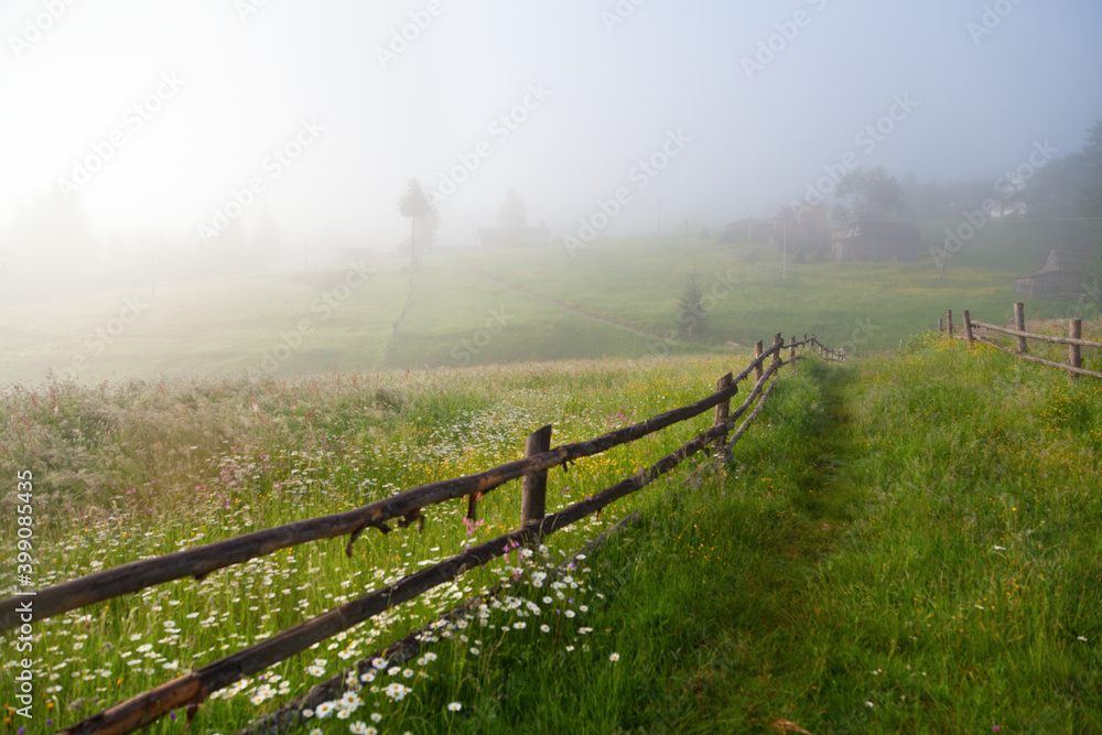 Morning on the mountain meadow, chamomile lowers along a wooden fence, silhouettes of spruce trees in deep fog.