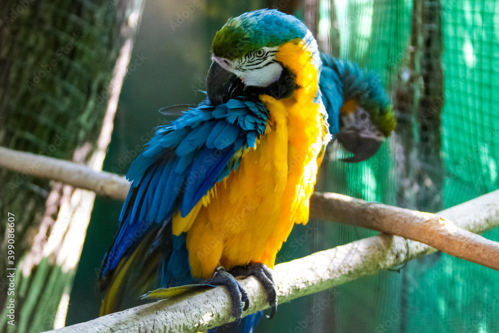 Obraz premium blue and yellow macaw ara