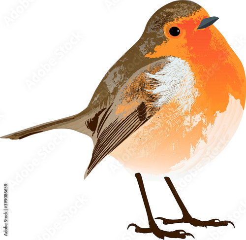 Vector of Robin (Erithacus rubecula) isolated on white background