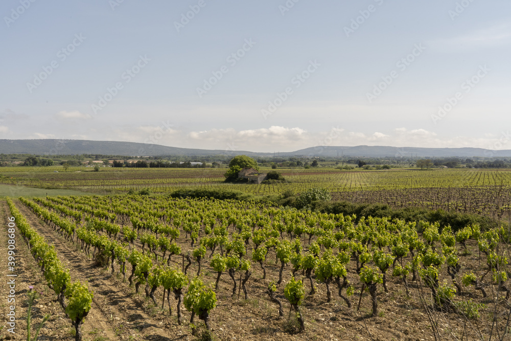 View on vineyards in the south of France after harvest