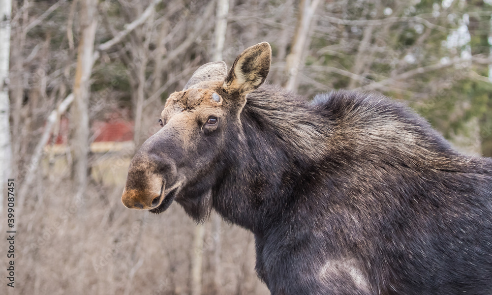 spring round bull moose drinking spring round bull moose drinking