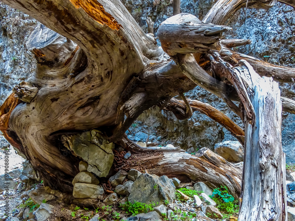 A dead tree blocks the trail in the Imbros Gorge near Chania, Crete on a bright sunny day