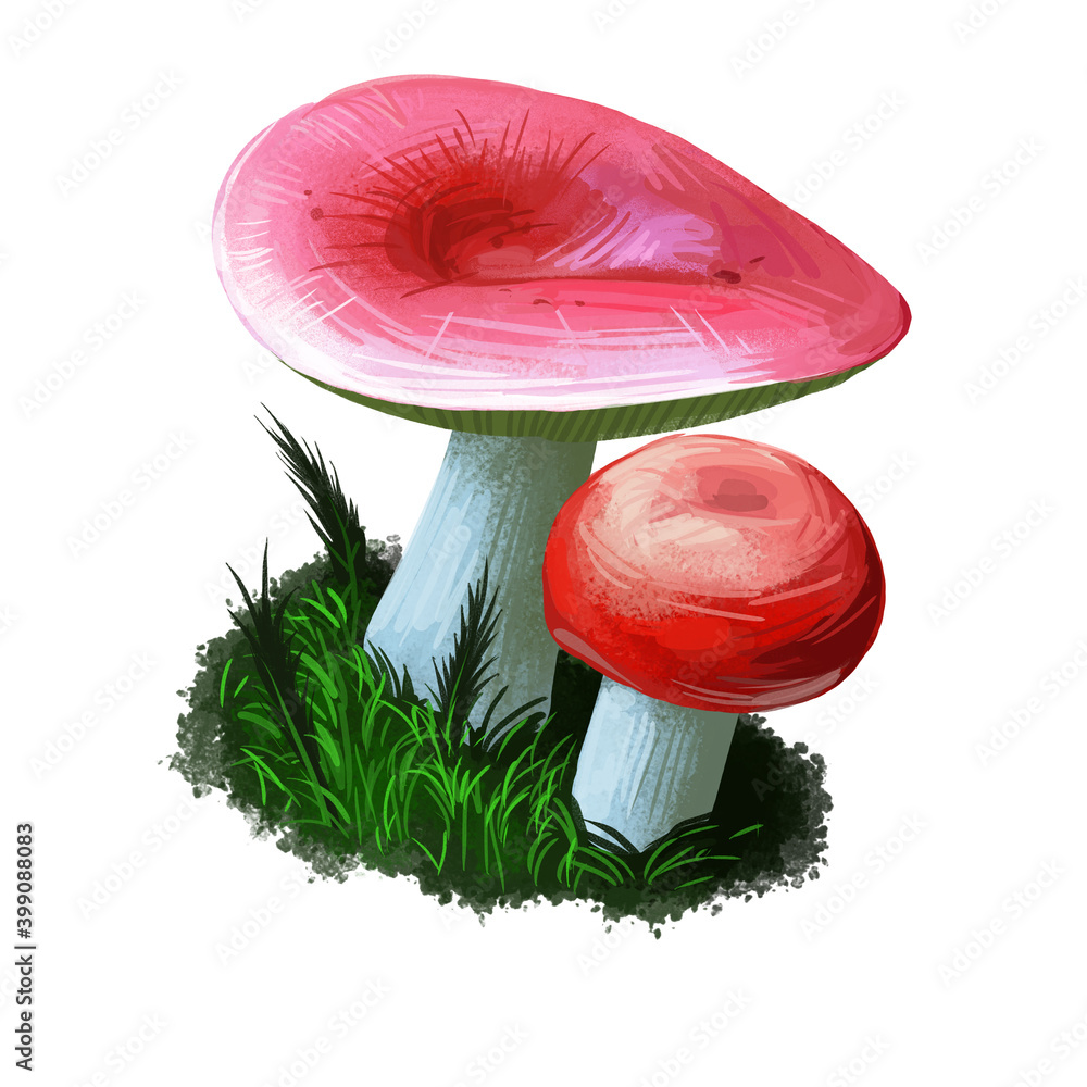 Ilustração do Stock Russula paludosa mushroom closeup digital art illustration. Boletus cap