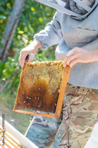 beekeeper swipes bees from frame, uniting bee family and puts frame with queen cells in apiary. Beekeeping. Beekeeper grey protective suit costume checks beehives with bees, caring for frames.