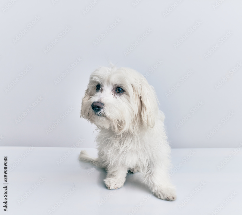 Fototapeta premium Adorable dog over isolated white background.
