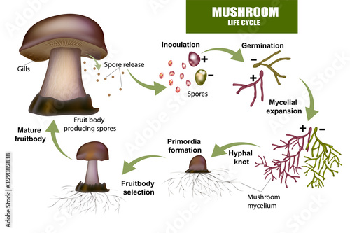 LIFE CYCLE MUSHROOM. Fruit body producing spores, Mushroom mycelium. photo