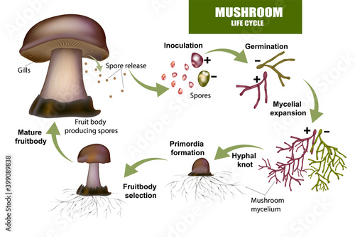 LIFE CYCLE MUSHROOM. Fruit body producing spores, Mushroom mycelium.