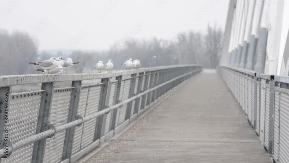 Birds sitting on the bridge rail take off after being scared off by a loud bang of a train passing by. Birds sitting on the bridge rail take off after being scared off by a loud bang of a train passing by.