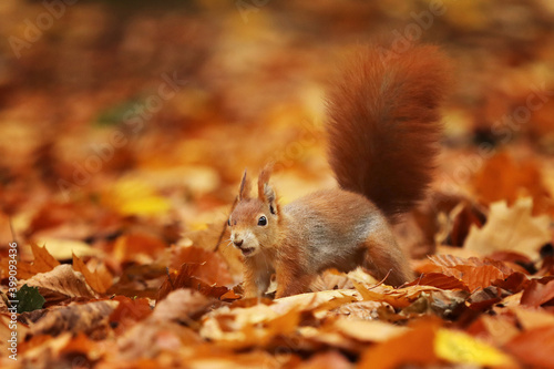 The red squirrel or Eurasian red sguirrel  Sciurus vulgaris  sitting in the scandinavian forest. Squirrel in a typical environment.