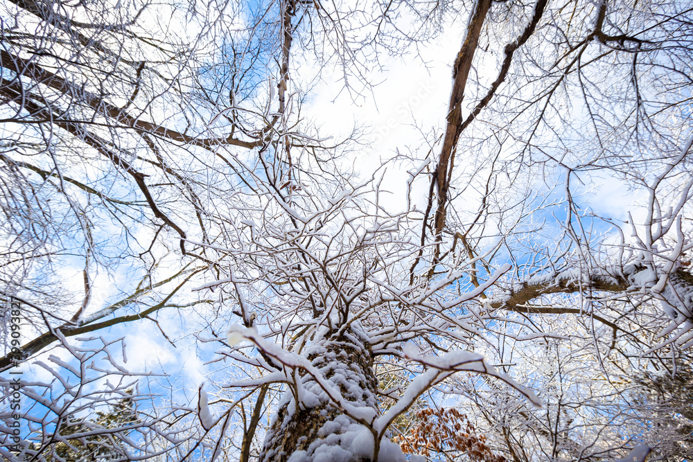 Obraz premium Snowy winter landscape in nebraska
